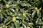 Castanea Chestnut