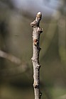 Castanea