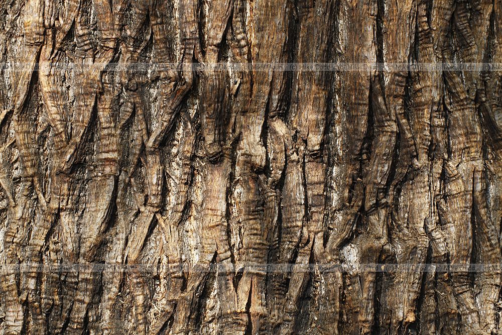 Castanea