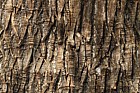 Castanea