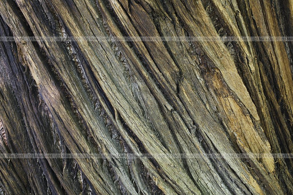 Castanea sativa Sweet chestnut