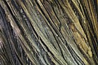 Castanea sativa Sweet chestnut