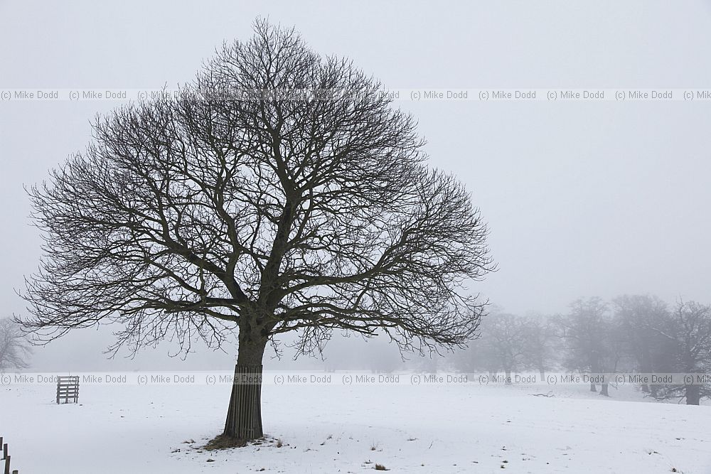 Castanea sativa Sweet Chestnut