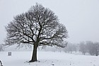 Castanea sativa Sweet Chestnut