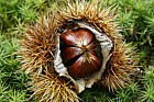 Castanea sativa Sweet Chestnut nuts in husk