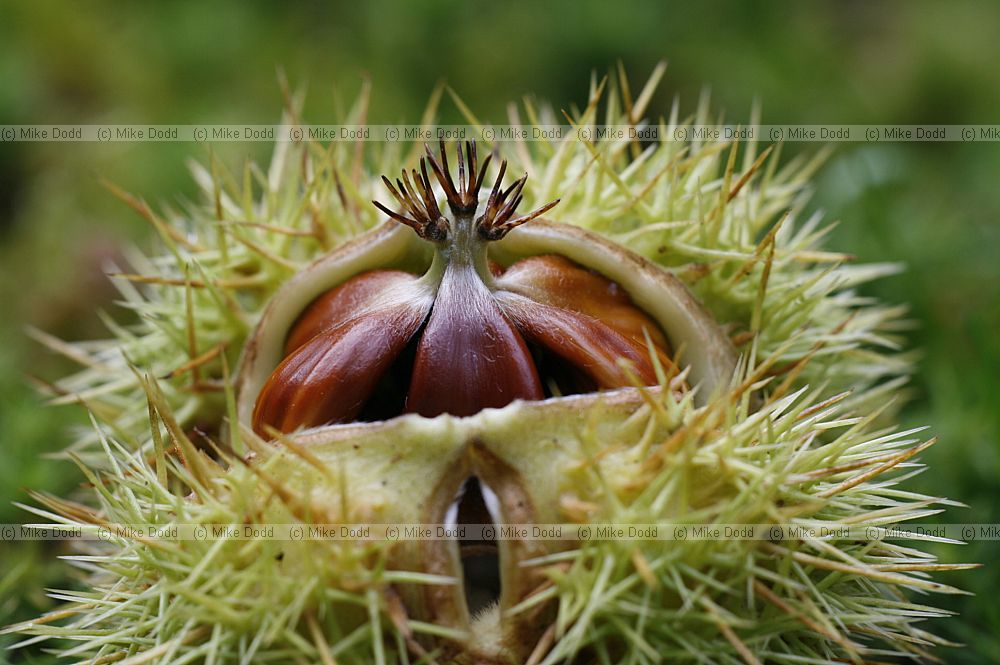Castanea sativa Sweet Chestnut nuts in husk