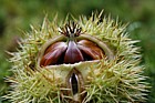 Castanea sativa Sweet Chestnut nuts in husk
