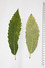 Castanea sativa Sweet Chestnut