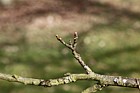 Castanea sativa