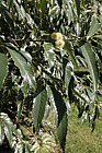 Castanea sativa 'Variegata'