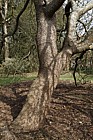 Catalpa bignonioides