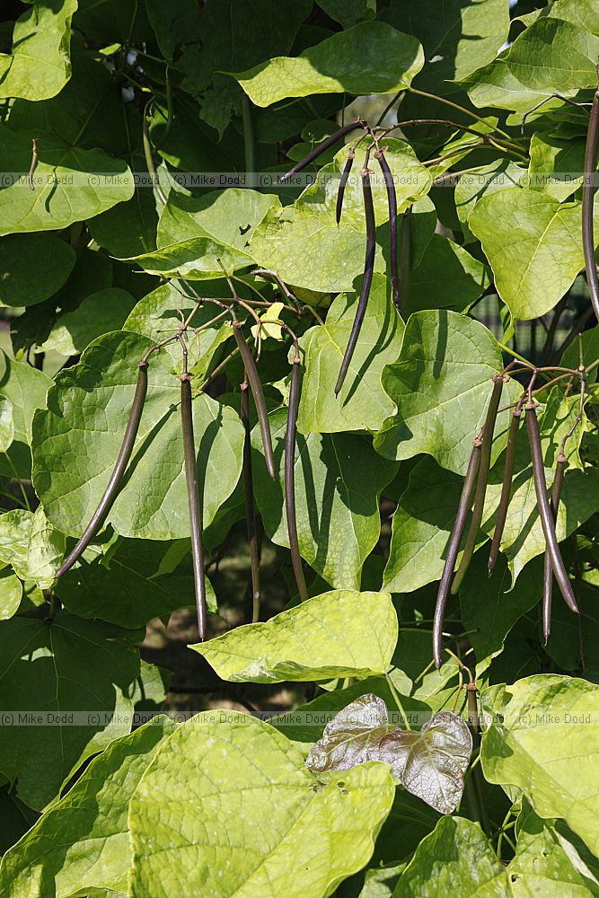 Catalpa bignonioides Indian bean