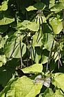 Catalpa bignonioides Indian bean