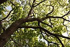 Catalpa bignonioides Indian bean