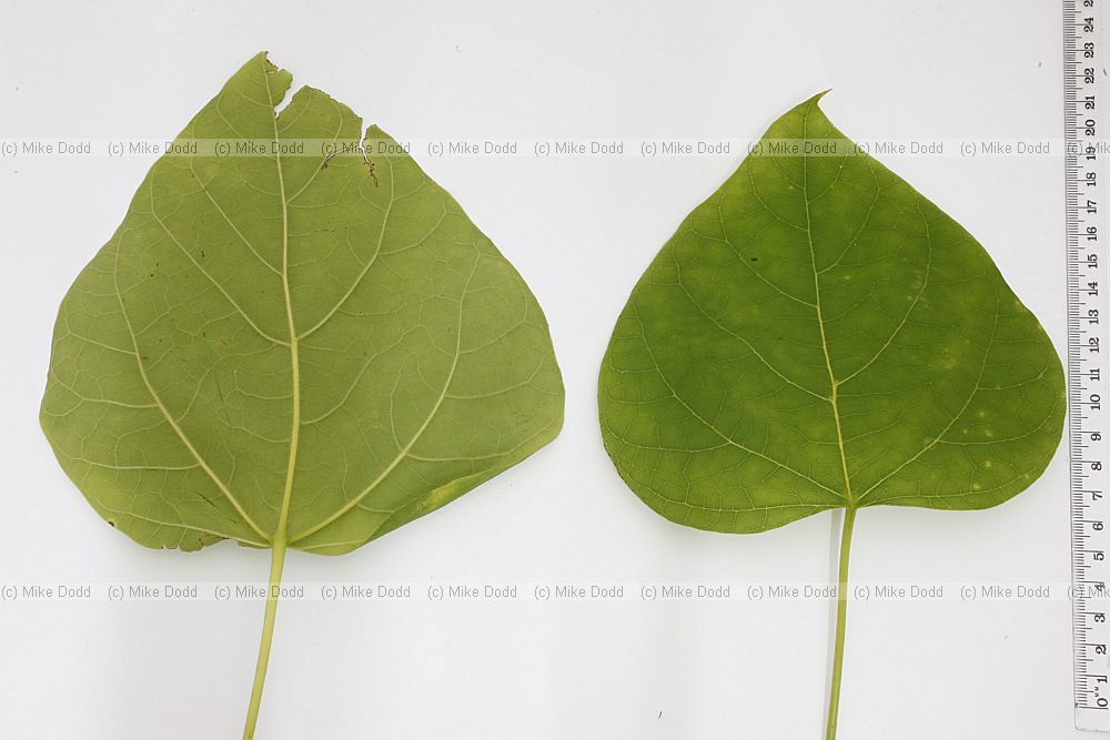 Catalpa bignonioides Indian Bean