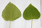 Catalpa bignonioides Indian Bean
