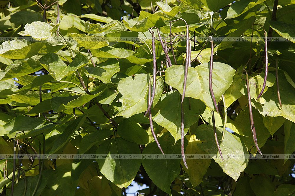 Catalpa bignonioides Indian Bean