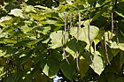 Catalpa bignonioides Indian Bean