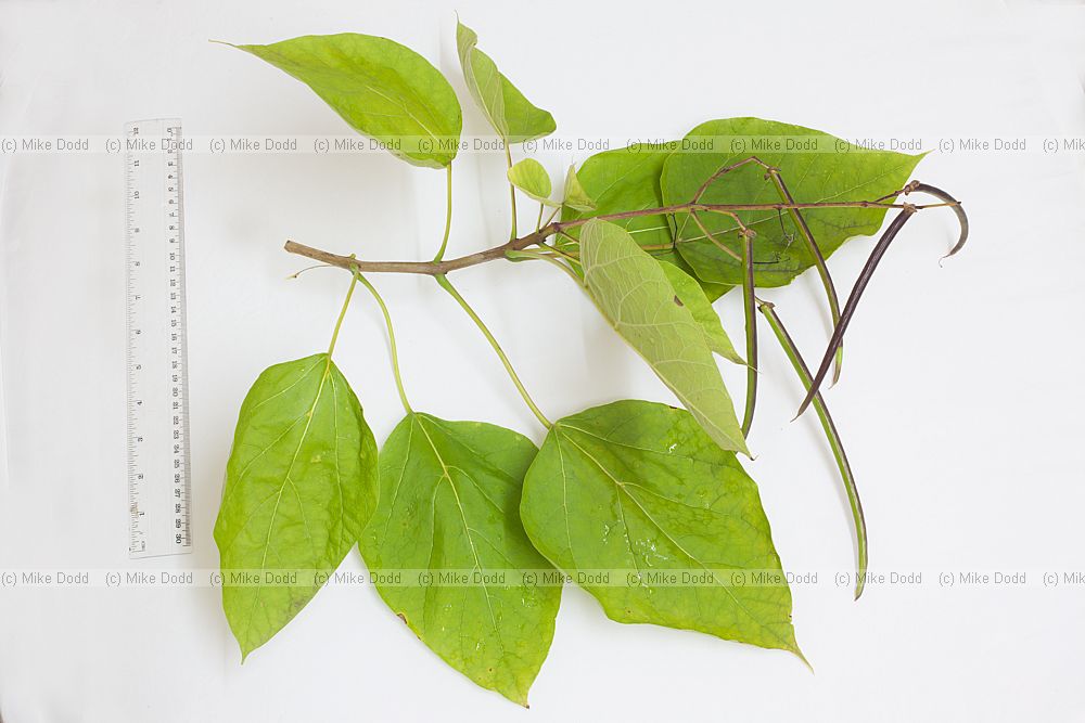 Catalpa bignonioides Indian Bean