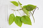 Catalpa bignonioides Indian Bean
