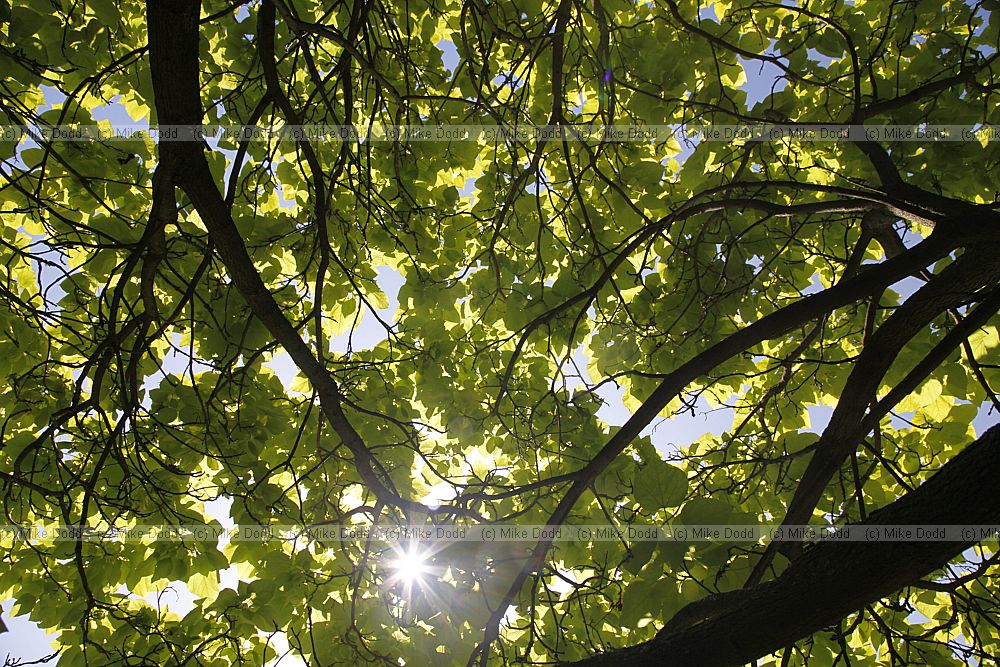 Catalpa bignonioides 'Aurea'