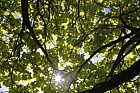 Catalpa bignonioides 'Aurea'