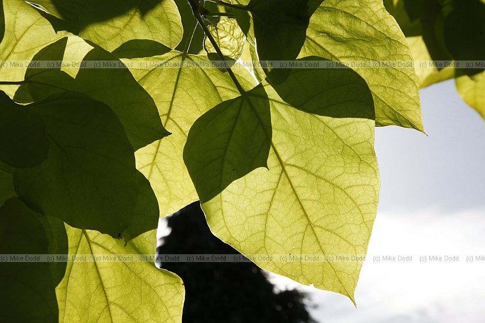 Catalpa bignonioides 'Aurea'