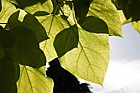 Catalpa bignonioides 'Aurea'