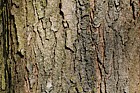 Catalpa bungei