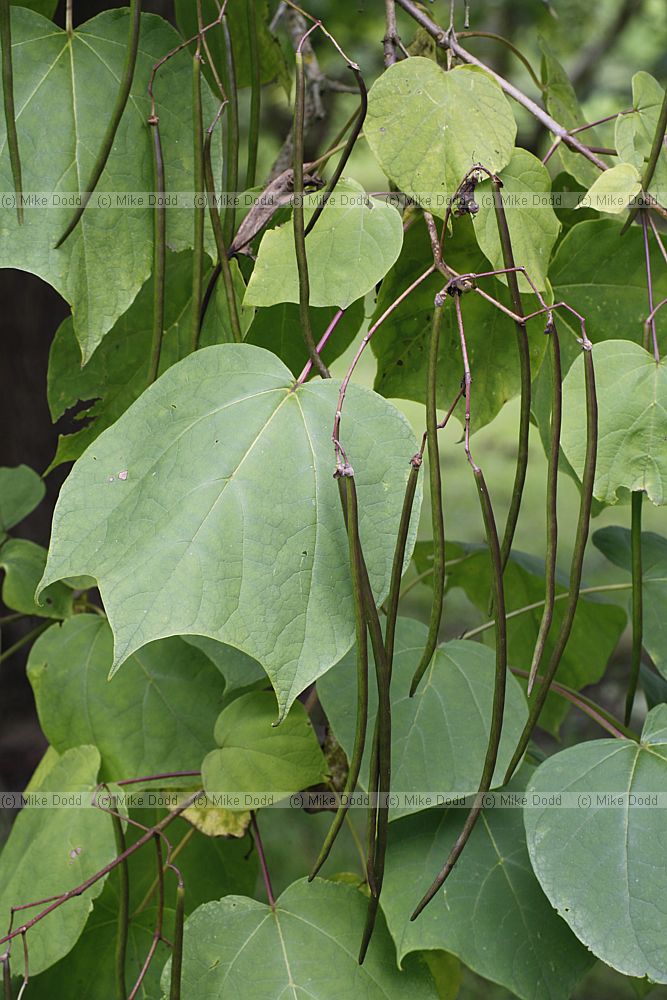 Catalpa x erubescens Hybrid Bean Tree