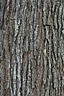 Catalpa x erubescens Hybrid Bean Tree