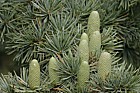 Cedrus atlantica