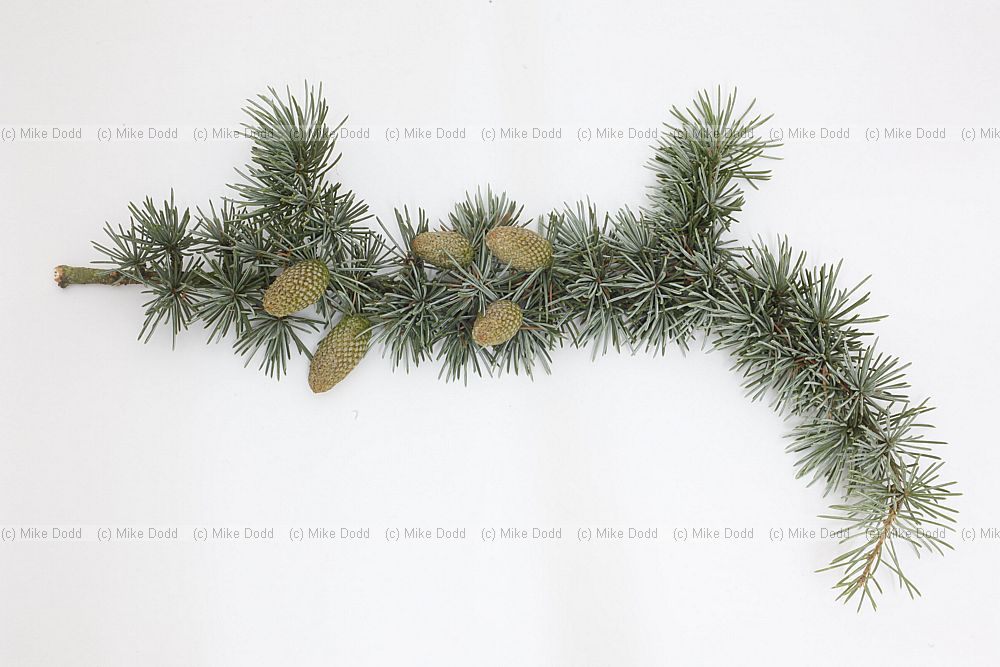 Cedrus atlantica f. glauca Blue Atlas Cedar