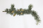 Cedrus atlantica f. glauca Blue Atlas Cedar