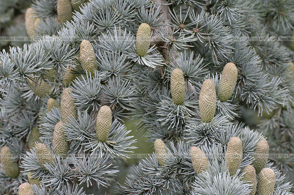 Cedrus atlantica Glauca