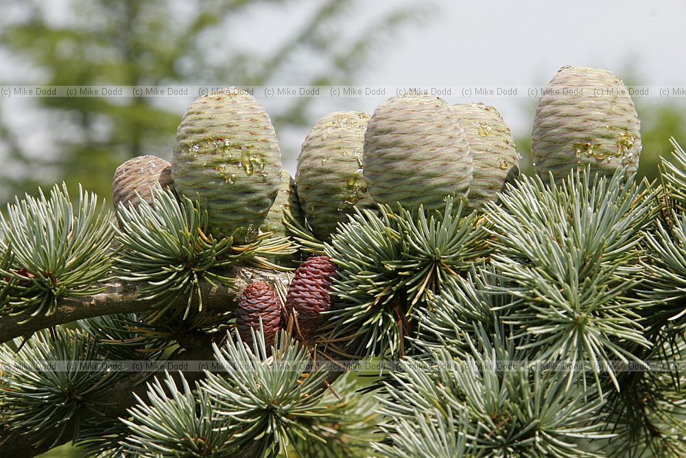 Cedrus atlantica Glauca