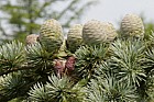 Cedrus atlantica Glauca