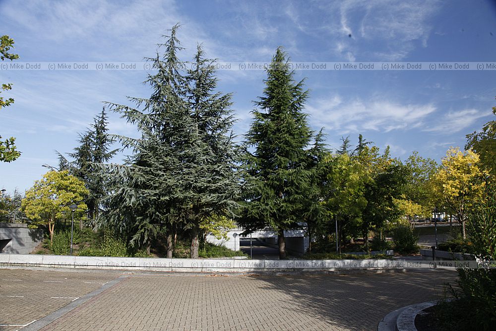 Cedrus atlantica Glauca Blue Atlas Cedar Cedrus deodar Deodar