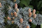 Cedrus atlantica Glauca Blue Atlas Cedar