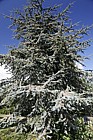 Cedrus atlantica Glauca Blue Atlas Cedar