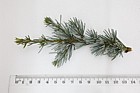 Cedrus atlantica Glauca Blue Atlas Cedar