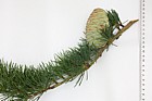 Cedrus deodara Deodar