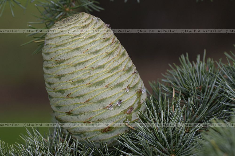 Cedrus libani cones
