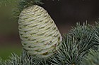 Cedrus libani cones