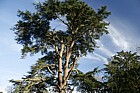 Cedrus libani Cedar of Lebanon