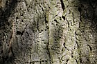 Celtis occidentalis Hackberry