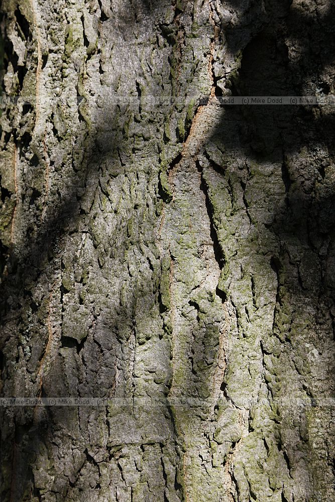 Celtis occidentalis Hackberry