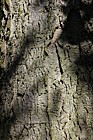 Celtis occidentalis Hackberry
