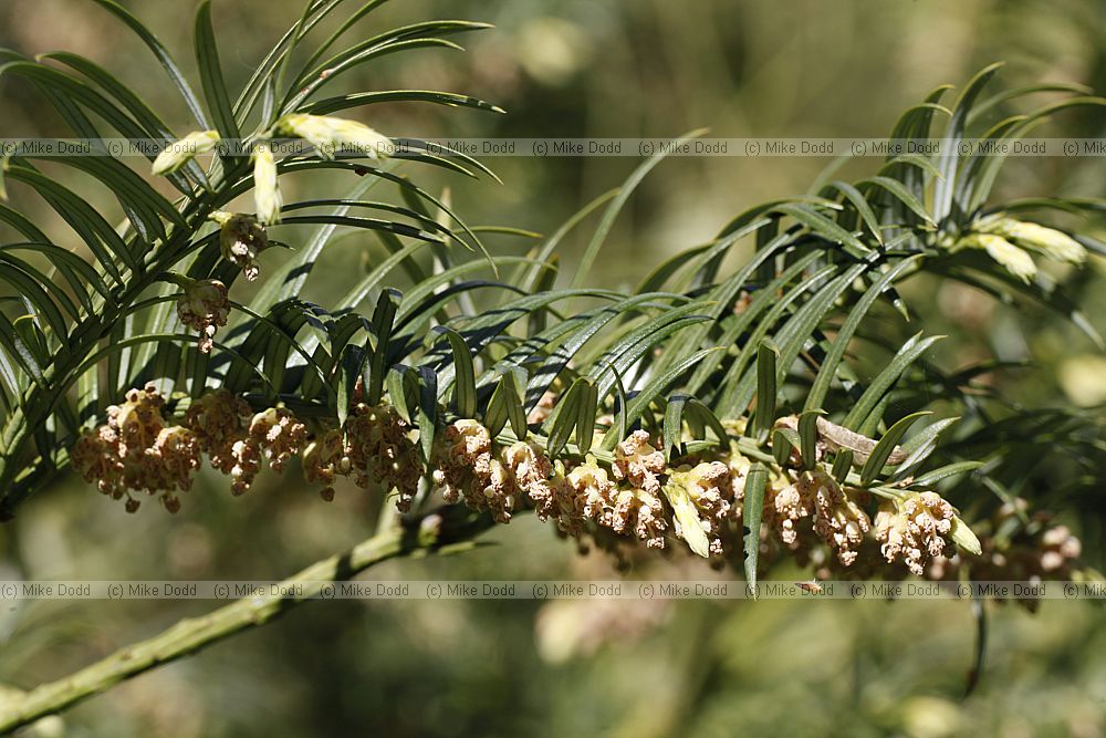 Cephalotaxus fortunei Chinese plum-yew
