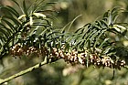 Cephalotaxus fortunei Chinese plum-yew